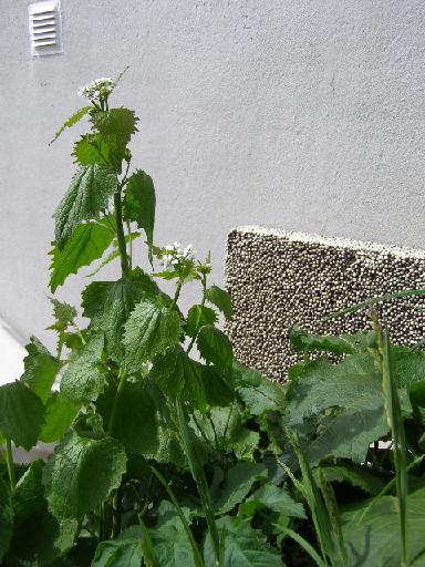 6 P5210270 